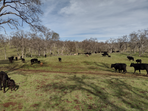 cattle-herd