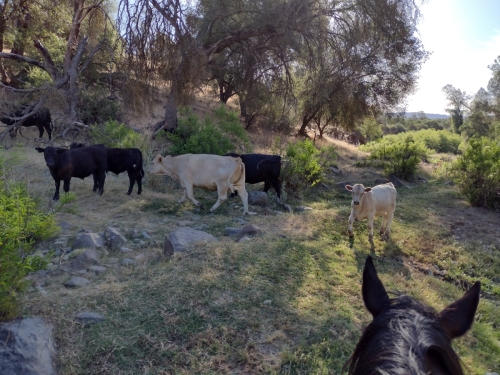 herding-cows